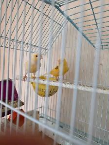 vente de garage d ete cages  et oiseaux exotiques - Photo 5