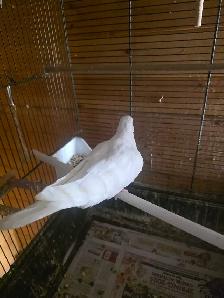 vente de garage d ete cages  et oiseaux exotiques - Photo 6