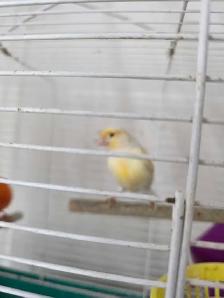 vente de garage d ete cages  et oiseaux exotiques - Photo 7
