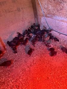 30 to 40 Purebred Chicks For Sale