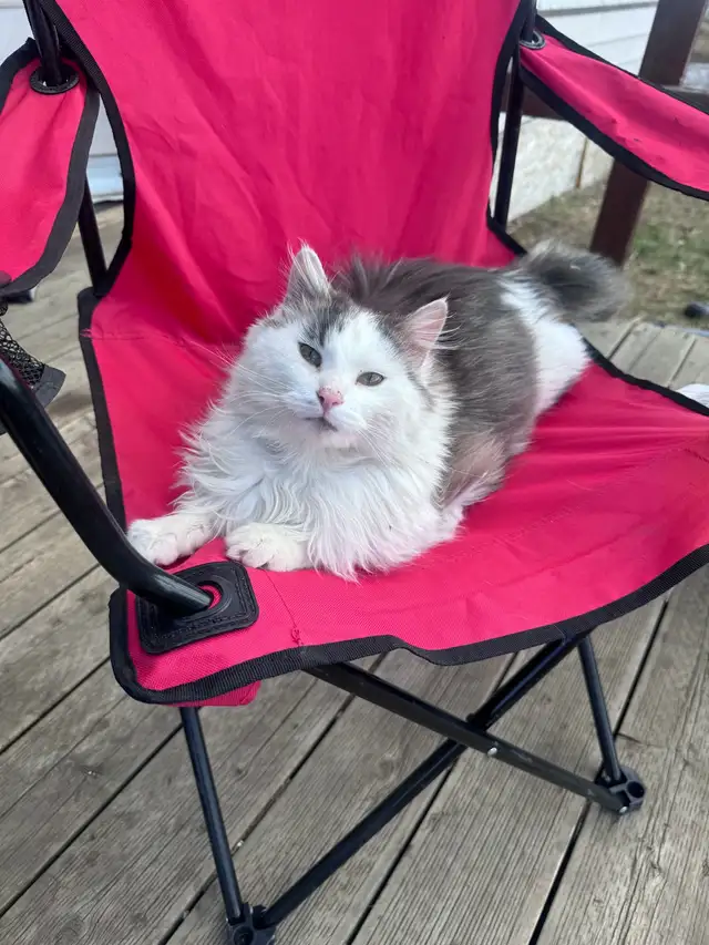 Cats for new homes