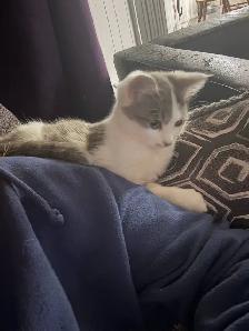 Cats for new homes - Photo 2