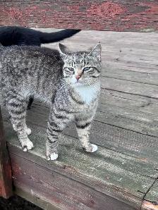 Cats for new homes - Photo 3