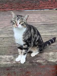 Cats for new homes - Photo 4