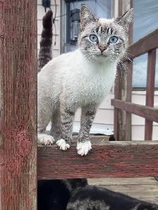 Cats for new homes - Photo 5