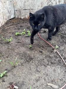 Cats for new homes - Photo 6