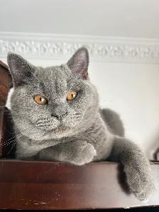 Scottish Straight Blue longhair kittens registered in CCA/AFC - Photo 10