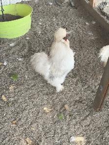 Rooster (silky)
