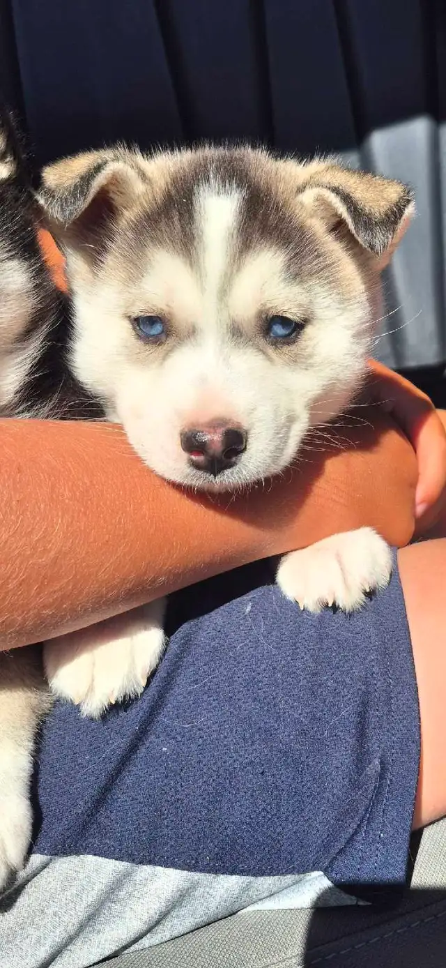 Pomsky Puppies ready to go!