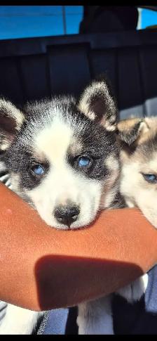 Pomsky Puppies ready to go! - Photo 2