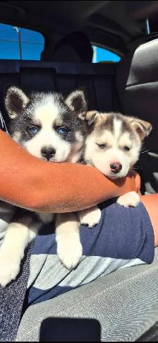 Pomsky Puppies ready to go! - Photo 3
