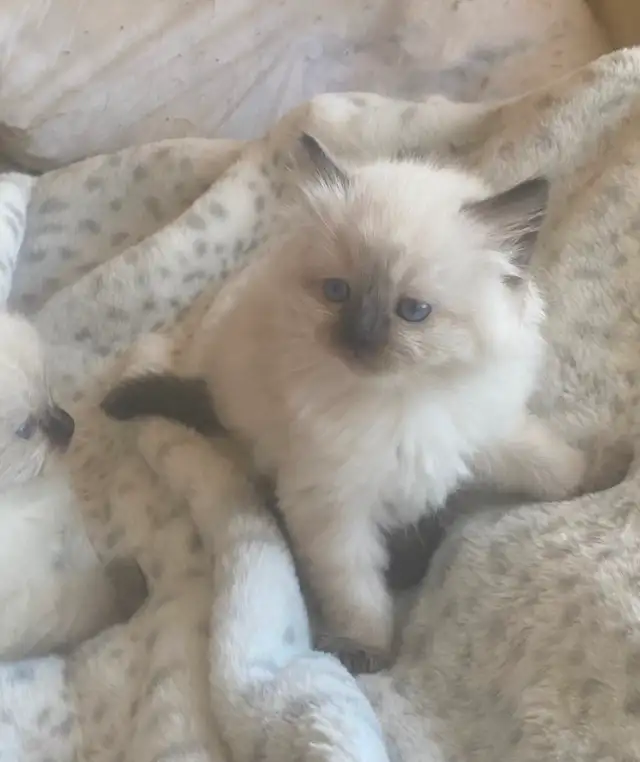 GORGEOUS BABY BICOLR WHITEMITTED & CHOCOLATEPOINT RAGDOLLS!