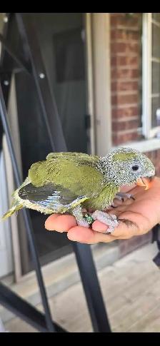Indian ringneck Baby