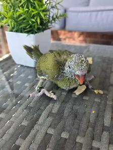 Indian ringneck Baby - Photo 2