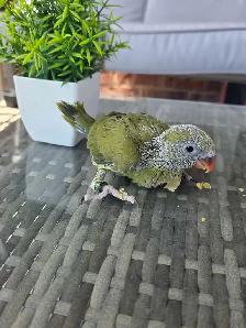 Indian ringneck Baby - Photo 3