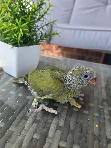 Indian ringneck Baby - Photo 7