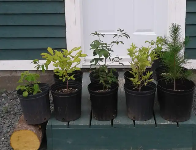 Trees for sale