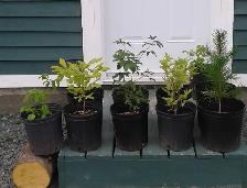 Trees for sale