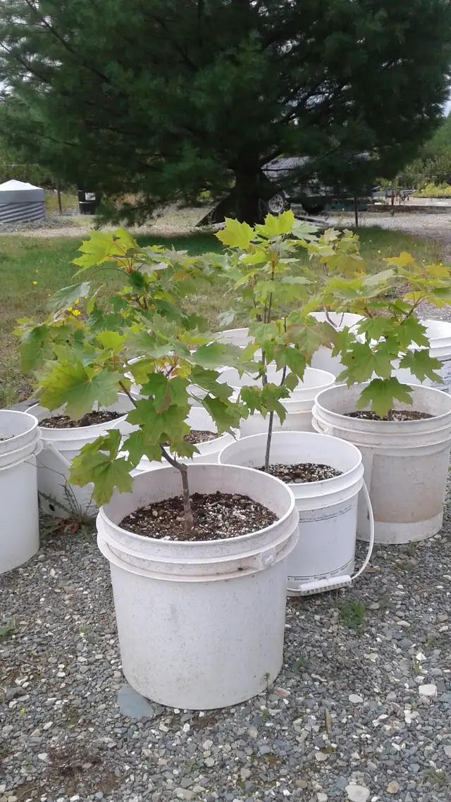 Trees for sale
