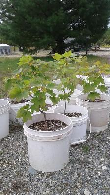 Trees for sale