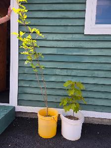 Trees for sale - Photo 2