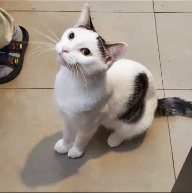Mom Cat 1 year old