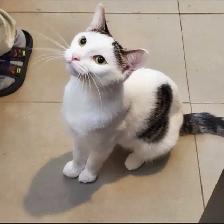 Mom Cat 1 year old
