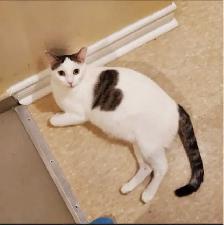 Mom Cat 1 year old - Photo 2