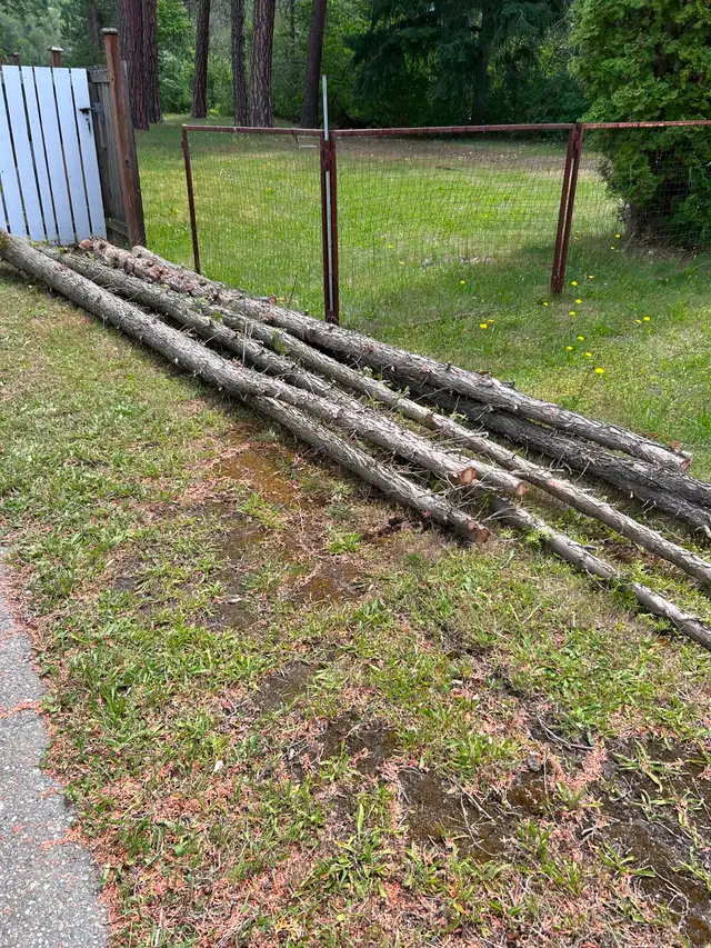 Free wood, must cut yourself, June 27, Castlegar