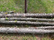 Free wood, must cut yourself, June 27, Castlegar - Photo 2
