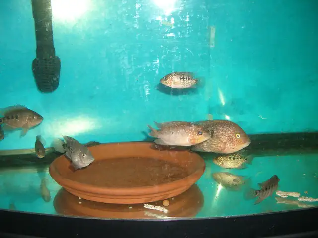FOR SALE HYBRID TEXAS AND FLOWER HORN MONKEY $20 EACH