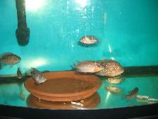FOR SALE HYBRID TEXAS AND FLOWER HORN MONKEY $20 EACH