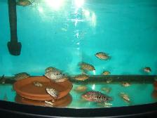 FOR SALE HYBRID TEXAS AND FLOWER HORN MONKEY $20 EACH - Photo 3