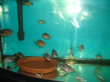 FOR SALE HYBRID TEXAS AND FLOWER HORN MONKEY $20 EACH - Photo 4