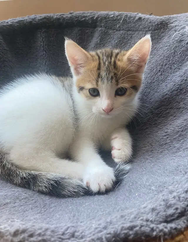 8-Week-Old Kitten / Chaton de 8 semaines