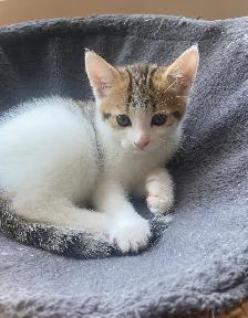 8-Week-Old Kitten / Chaton de 8 semaines