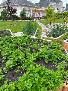 Organic salad greens from local farm - Photo 3