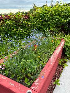 Organic salad greens from local farm - Photo 5
