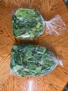 Organic salad greens from local farm - Photo 2