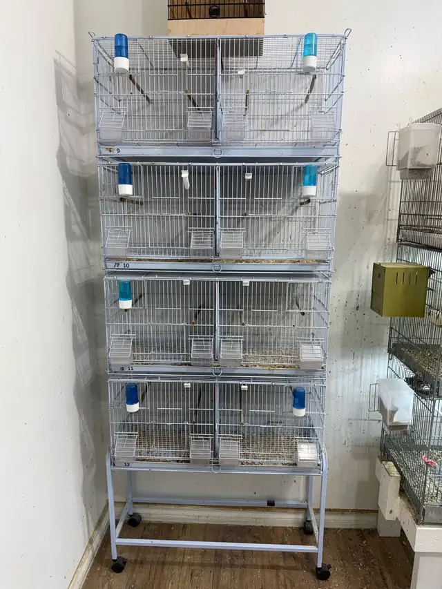 finch and canary cage