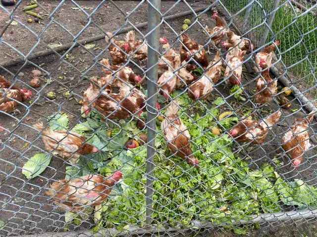laying hens