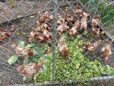 laying hens