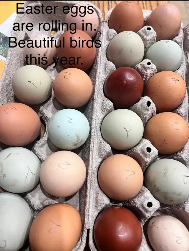 lots of chicks left from last week s hatch