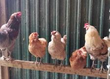 lots of chicks left from last week s hatch - Photo 3