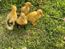 lots of chicks left from last week s hatch - Photo 6