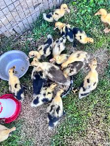 lots of chicks left from last week s hatch - Photo 8