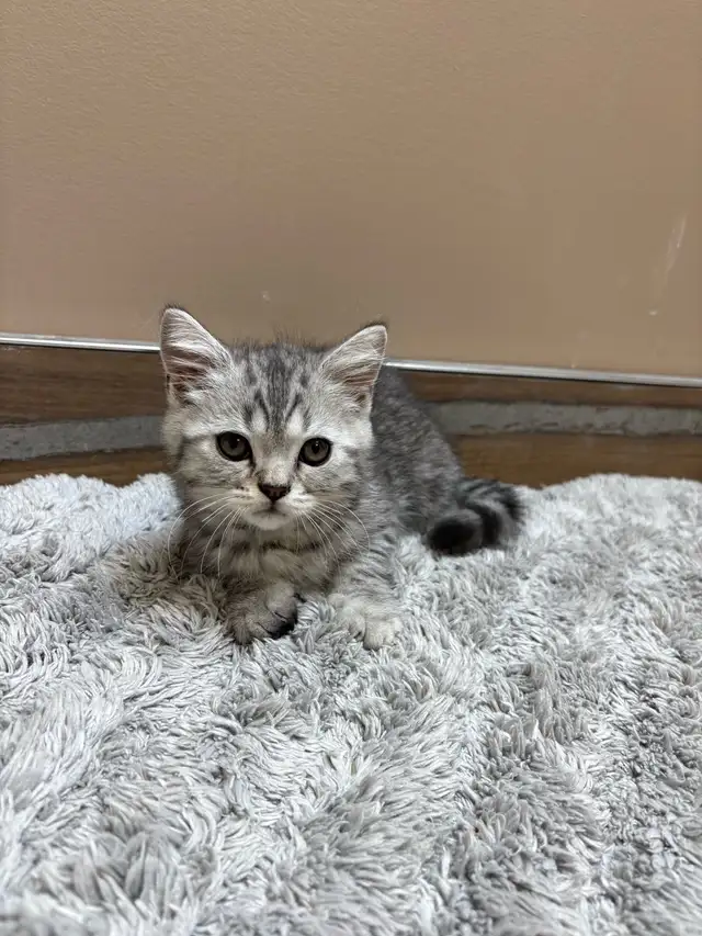 Adorable British Shorthair Kittens - READY TO GO