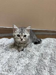 Adorable British Shorthair Kittens - READY TO GO
