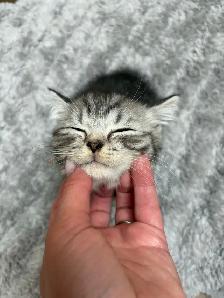 Adorable British Shorthair Kittens - READY TO GO - Photo 2