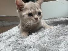Adorable British Shorthair Kittens - READY TO GO - Photo 3